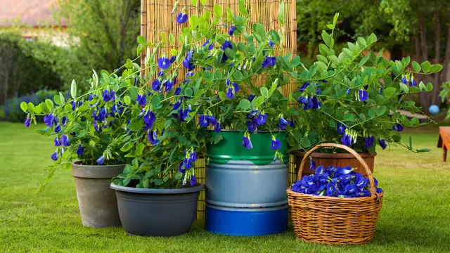 Ide Kebun Bunga Telang Rumahan yang Estetik dan Bermanfaat (AI)