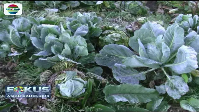 Cuaca ekstrem di Gunung Semeru menyebabkan gagal panen lantaran puluhan hektar tanaman kentang milik petani Tengger rusak akibat diselimuti es.