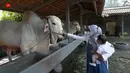 Untuk mencari sapi sesuai dengan keinginannya,  perempuan seorang anak itu sampai mengunjungi peternakan yang berada di kawasan Yogyakarta, Jawa Tengah. [Youtube/Ricis Official]