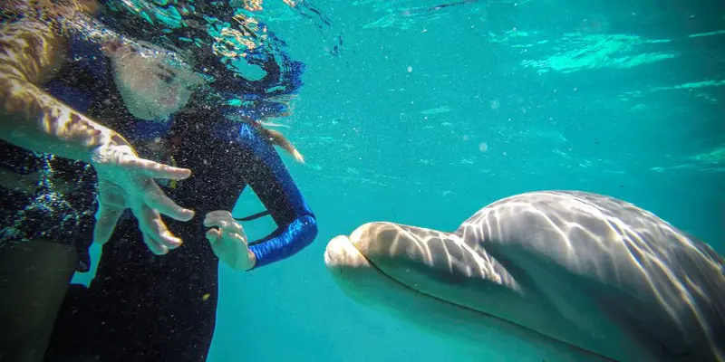 Terapi Lumba-lumba Untuk Anak Autis di Kuba