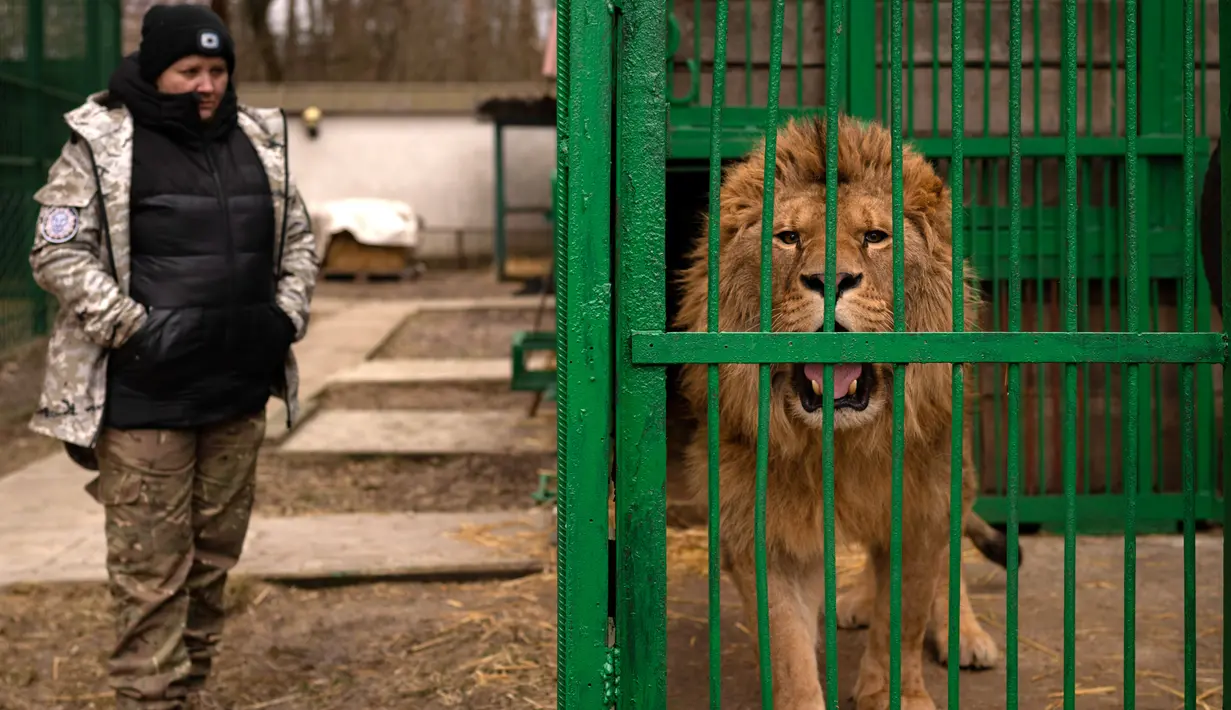 Natalia Popova berdiri dekat kandang singa di penampungan hewan trauma akibat perang yang dia kelola di Chubynske, Ukraina, 1 Maret 2023. Popova bekerja sama dengan kelompok perlindungan hewan UA Animals telah menyelamatkan ratusan hewan dari perang. (AP Photo/Vadim Ghirda)