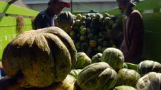 Blewah menjadi salah satu buah favorit untuk menu berbuka puasa, Kramat Jati, Jakarta, Selasa (1/7/2014) (Liputan6.com/Miftahul Hayat)
