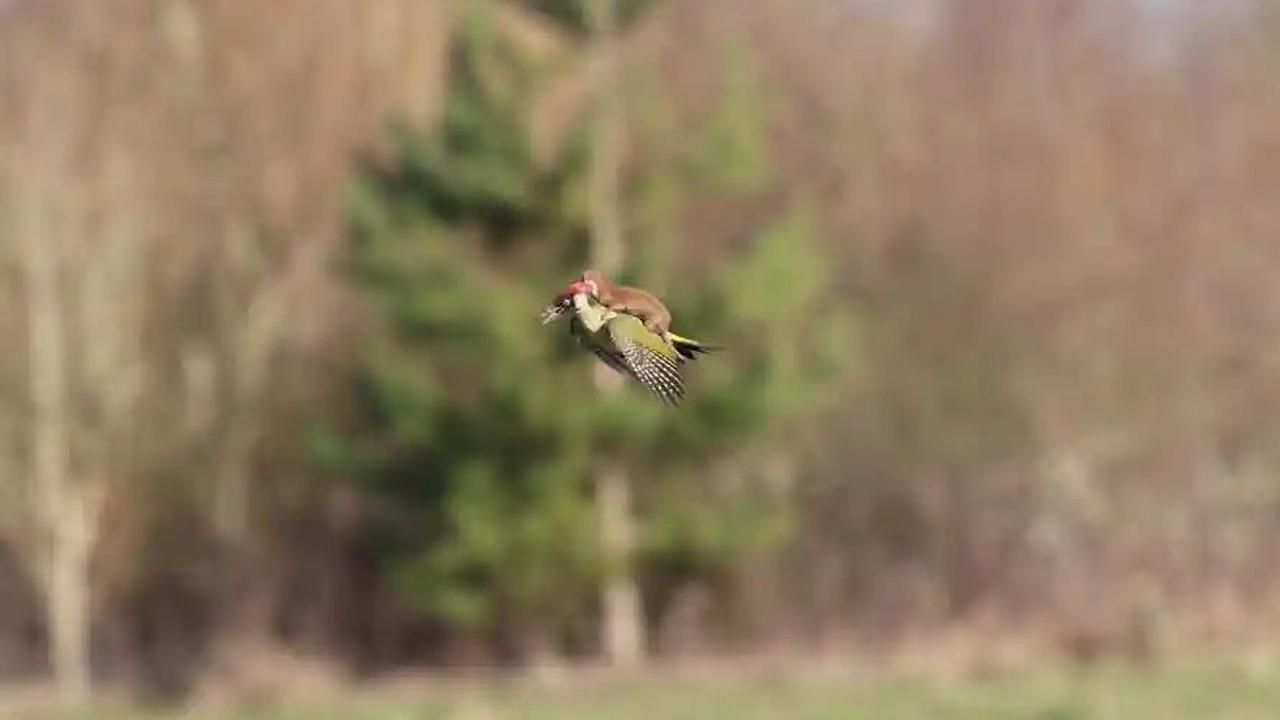 Weasel Hitching a Lift by Martin Le-May, 2015<br>