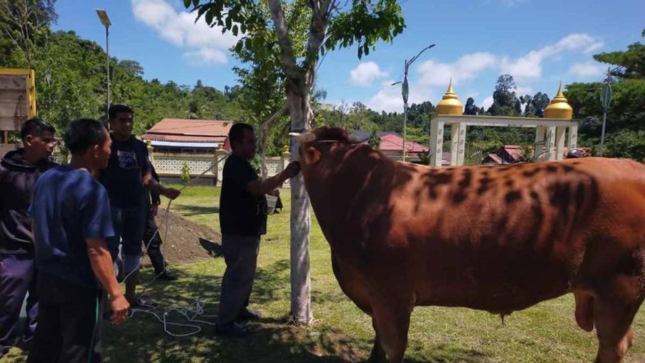 Presiden Prabowo Sumbang Sapi Kurban 1 Ton Lebih untuk Masyarakat Simeulue di Idul Adha 2026