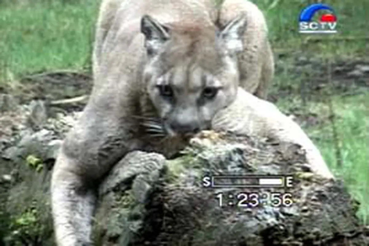 030904bSatwa.jpg