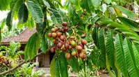10 Cara Membuat Pohon Matoa Cepat Berbuah di Pekarangan Rumah, Hasil Maksimal