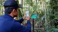 Seorang pengunjung mengaktifkan scan barcode untuk mengetahui informasi flora di lokasi Telaga Tambing, TNLL. (Foto: Heri/ Liputan6.com).