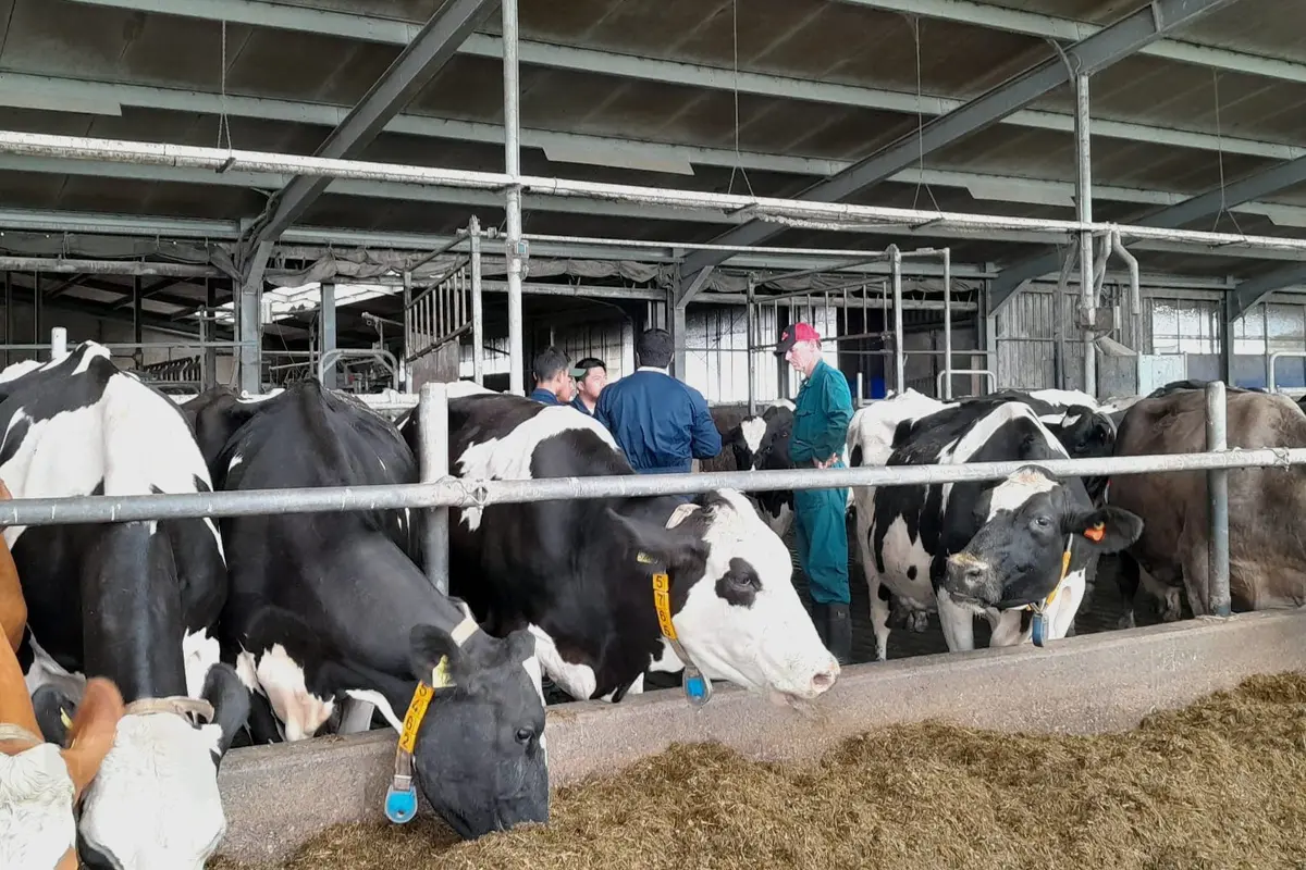 Herman Midema, seorang peternak Belanda tengah berbagi ilmu soal merawat sapi perah kepada para peternak muda pemenang Program Young Progressive Farmer Academy yang digagas PT Frisian Flag Indonesia. (Foto: Liputan6com/Benedikta Desideria)