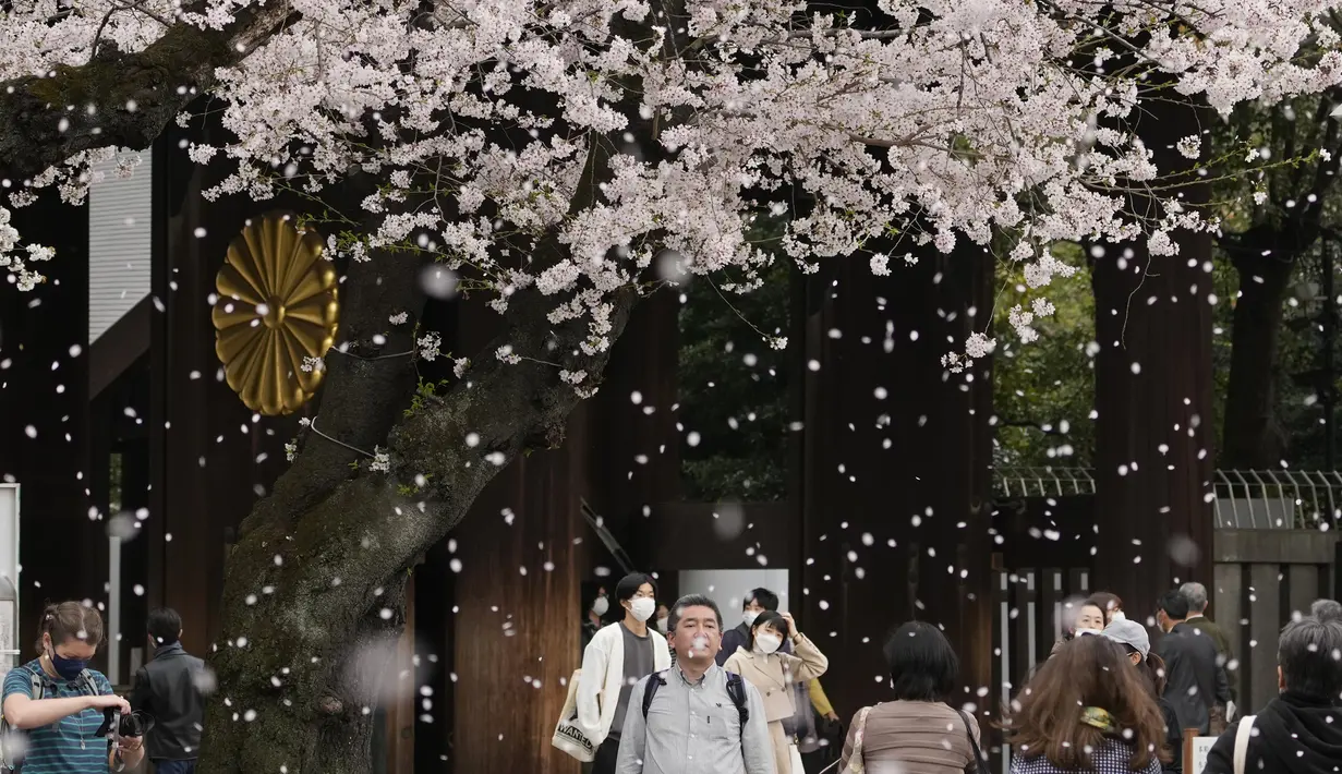 Pengunjung berjalan-jalan di bawah pancuran bunga sakura yang mekar penuh di kuil shinto di Tokyo, Kamis (31/3/2022). (AP Photo/Shuji Kajiyama)