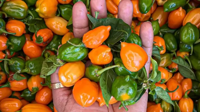 Lada Kambing atau goat pepper terkenal dari Bahama