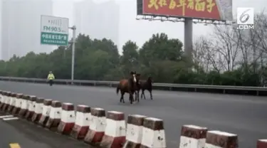 Tiga ekor kuda masuk dan berlarian di jalan tol Provinsi Hunan, China. Akibatnya, lalu lintas pun menjadi kacau.