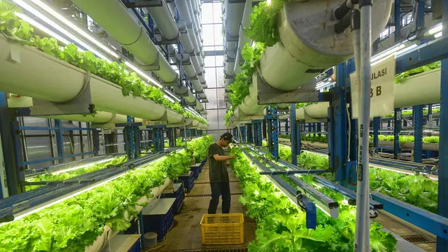 Gunakan Sistem Pertanian Hidroponik Vertikal, Ladang Farm Hasilkan Dua Ton Sayuran Segar