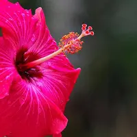 Berikut manfaat bunga Kembang Sepatu untuk mengatasi rambut ronton yang belum diketahui. (Foto: iStockphoto)