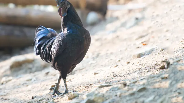 Jenis Ayam Hias