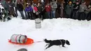 Seekor anjing menarik tong bir saat perlombaan Monster Dog Pull di Red Lodge Ales, Montana (25/2). Para anjing ini harus menarik tong dari garis mulai hingga garis akhir di tengah arena salju. (Jim Urquhart / Getty Images / AFP)