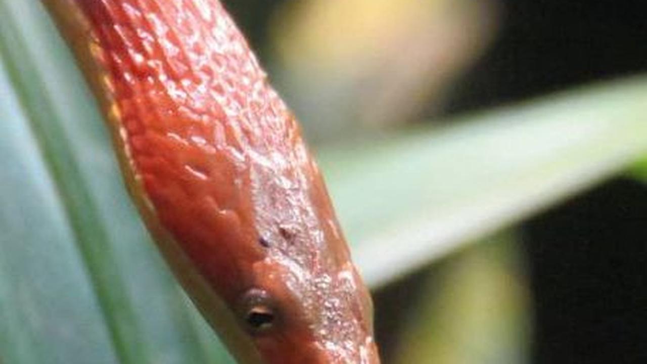 Ular Hidung Daun Malagasy