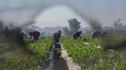 Petani Mesir terlihat melalui lubang jaring saat mereka memetik stroberi di sebuah ladang di Toukh, di luar Kairo, Rabu (18/1/2023). Mesir telah memasuki musim panen stroberi musim dingin. (AP Photo/Amr Nabil)