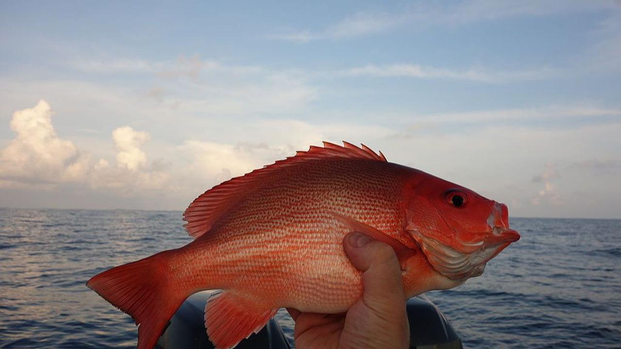 Ikan Kakap Merah