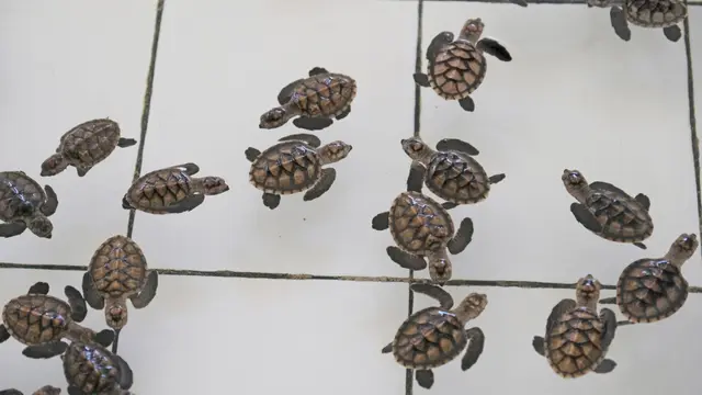 Pelepasan penyu dan tukik