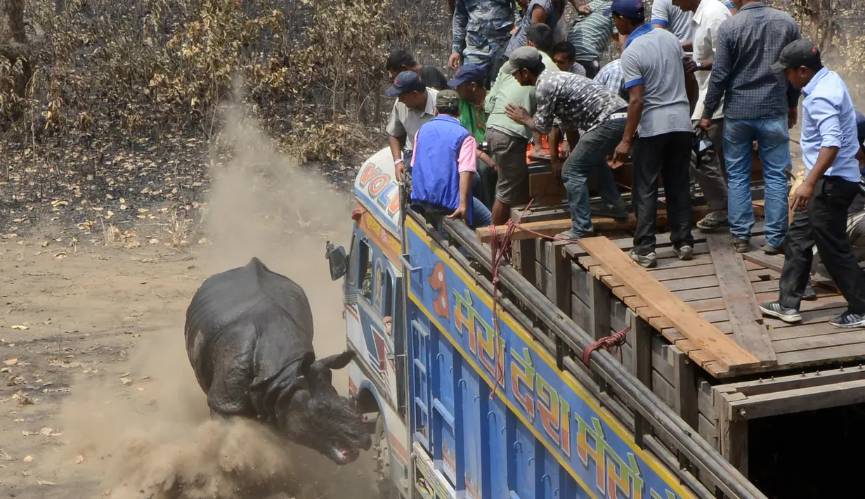 Salah satu badak terlihat menyeruduk truk saat lepas di Taman Nasional Chitwan, Nepal (4/4). Lima badak liar terdiri dari satu jantan dan empat betina. (AFP Photo / Prakash Mathema)