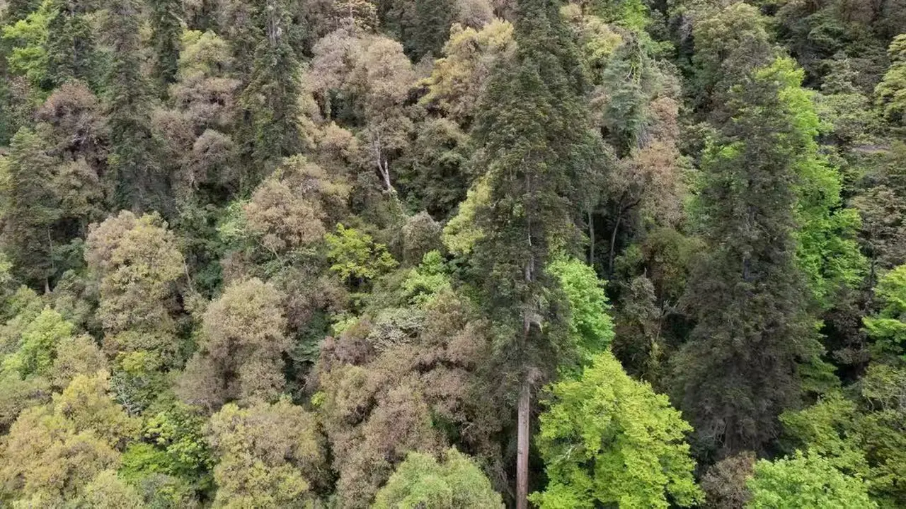 Hutan Abies ernestii var. salouenensis yang masih perawan di wilayah Zayu di Daerah Otonom Tibet, China barat daya, dengan pohon tertinggi setinggi 83,2 meter di tengahnya.