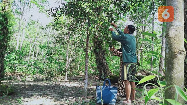 Teh Gaharu Mahakarya Tangan Terampil Petani Tebo Jambi Regional Liputan6 Com