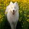 The most beautiful dog breeds in the world. (Photo: Barcs Tamás/Unsplash)