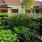 Ide Kebun Sayur Gantung di Rumah Kecil. (Foto: AI)