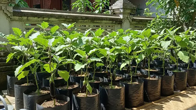 Menanam Terong di Polybag