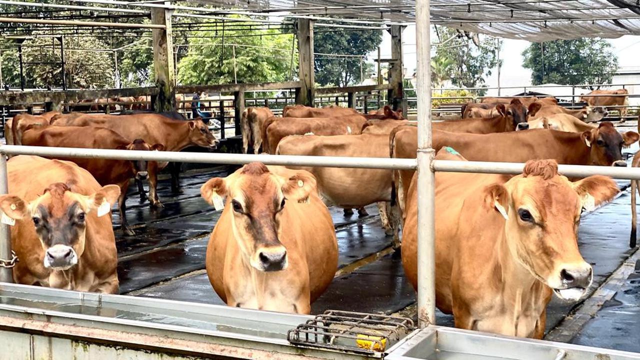 Tak Hanya Ibadah, Makna Kurban Idul Adha 1445 H Juga Bisa Jadi Momen Refleksi Diri! (Foto: Ade Nasihudin/Liputan6.com)