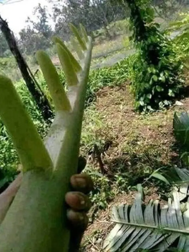 Potret Mainan Murah Meriah Waktu Kecil Ini Bikin Kangen dan Nostalgia