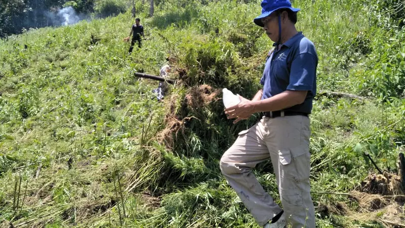 Penemuan ladang ganja