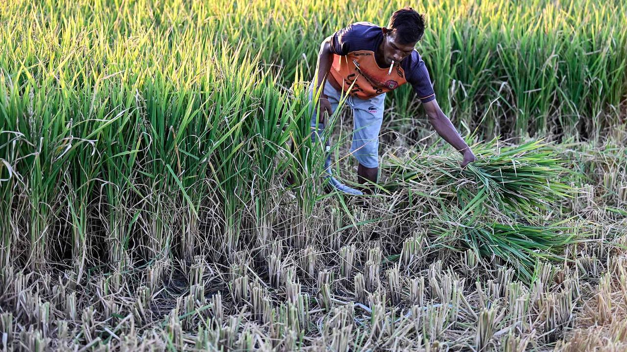 Kekeringan Rusak Ribuan Hektare Sawah di Aceh Besar