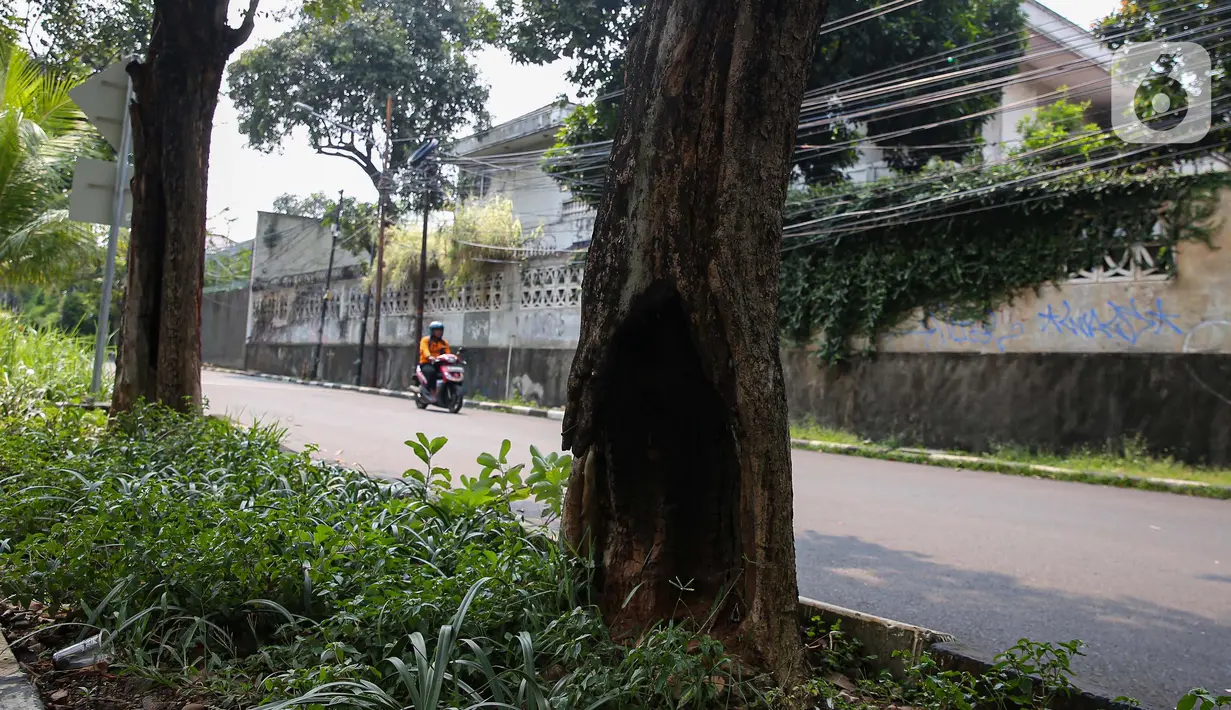 Keberadaan pohon menjadi aset ekologis bagi sebuah kota. Keberadaan pohon juga menjadi salah satu cara alami untuk mengurangi dampak krisis iklim. (Liputan6.com/Angga Yuniar)