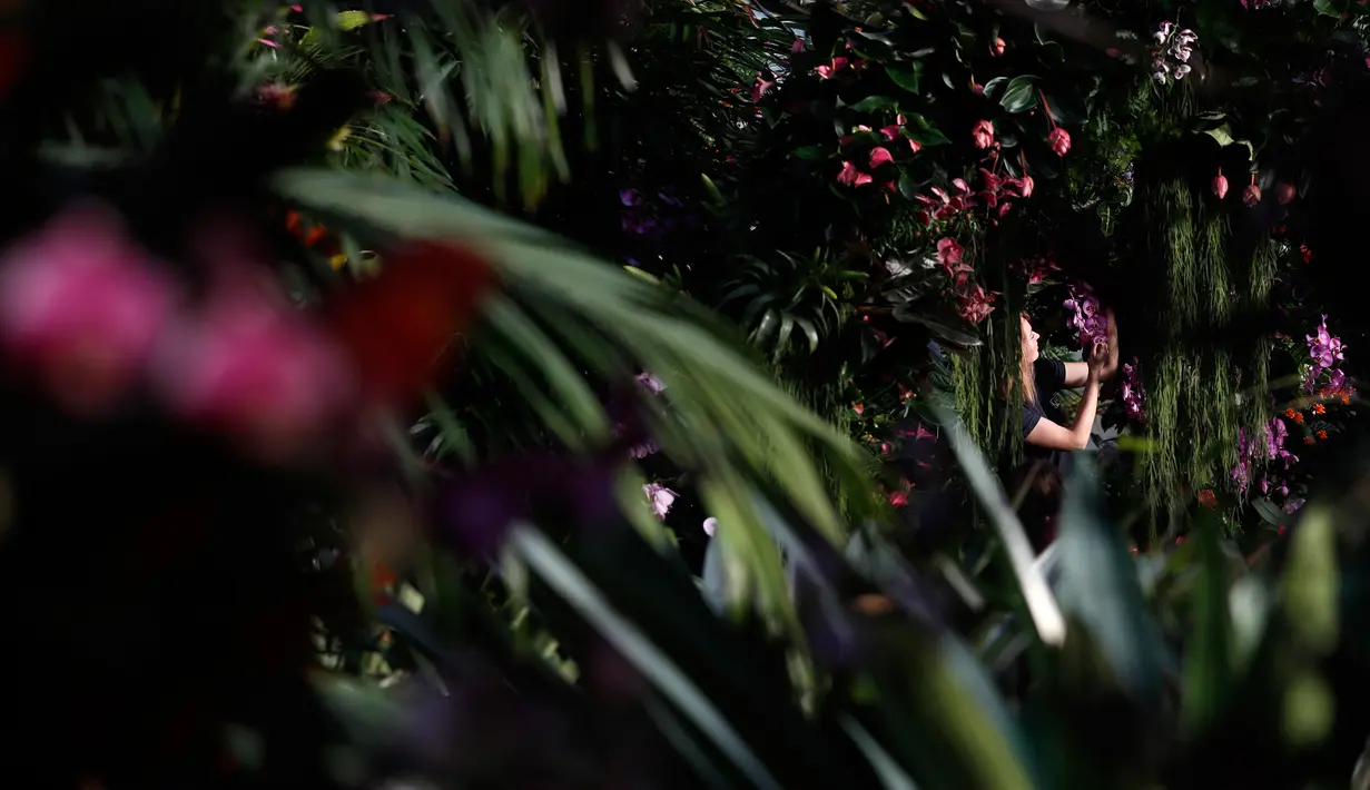 Petugas menata tanaman anggrek selama pratinjau pers festival tahunan anggrek di Kew Gardens, London, Kamis (7/2). Festival yang memamerkan keanekaragaman hayati tersebut akan dibuka untuk umum mulai 9 Februari 2019 mendatang. (AP/Alastair Grant)