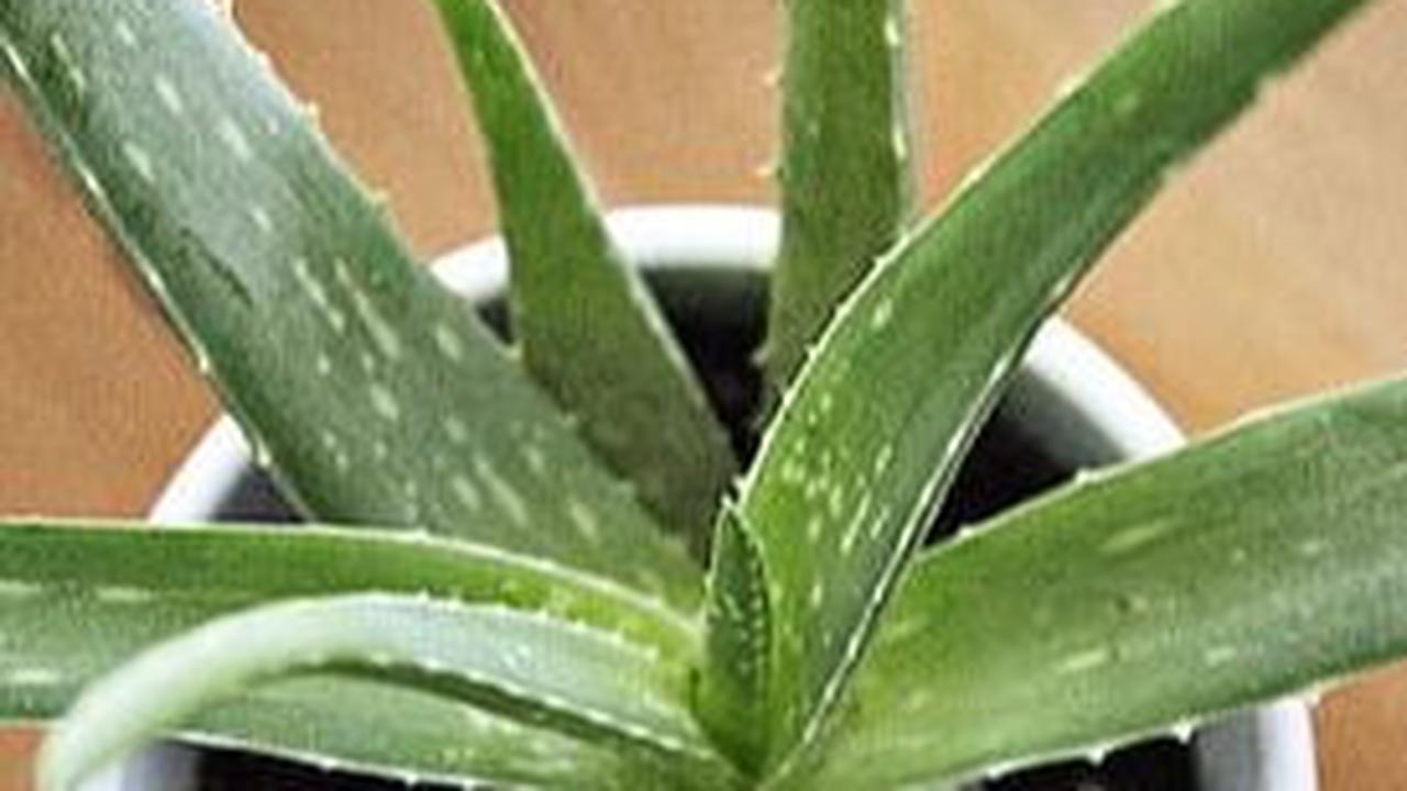 2. Cara Mengatasi Rambut Rontok dengan Lidah Buaya
