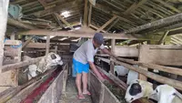 8 Tips Ternak Kambing Modal Kecil Pakan dari Limbah Dapur, Strategi Praktis