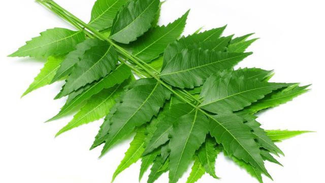 8 Daun yang Ditakuti Semut, Solusi Alami Tanpa Semprotan Kimia