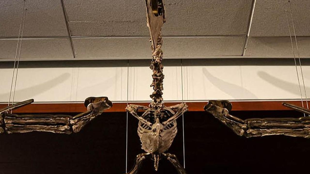 Fosil dinosaurus bersayap ini diperkirakan berusia 83 juta tahun.