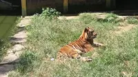 Harimau benggala adalah subspesies harimau di India, Bangladesh, Nepal, dan Bhutan.