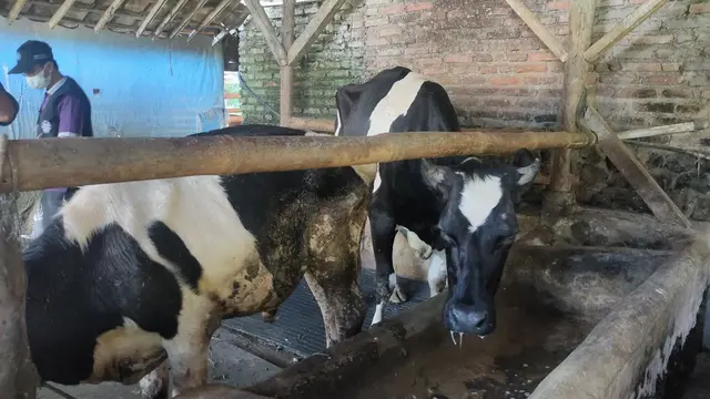 Cerita Peternak Sapi Perah Kuningan Jawa Barat Rugi Imbas Wabah PMK
