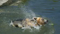 Beruang coklat Andri mendinginkan diri di kolam air di Bear Sanctuary Pristina, dekat ibu kota Pristina, Kosovo, Kamis (8/7/2021). Warga di Eropa timur yang tidak terbiasa dengan suhu tinggi sedang berjuang untuk mengatasi gelombang panas yang melanda seluruh wilayah. (AP Photo/Visar Kryeziu)