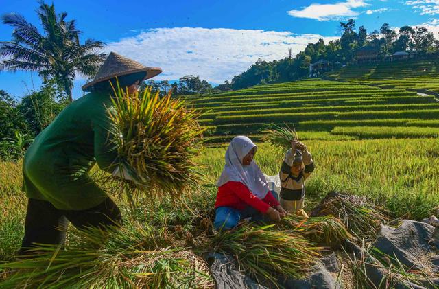 Harga Gabah Menguat Kesejahteraan Petani Meningkat