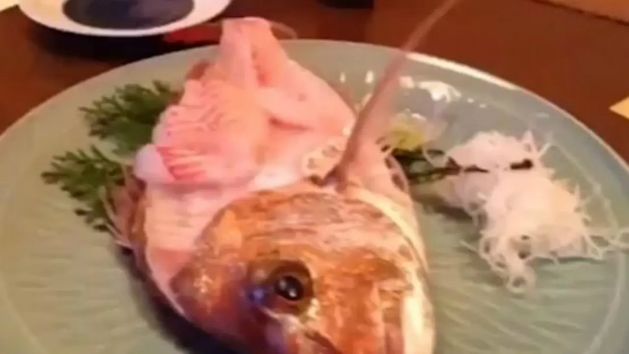Ikan Sashimi yang hidup lagi ketika hendak disantap