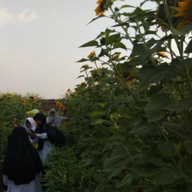 Mandi Matahari Pagi Di Tengah Taman Bunga Matahari Boyolali
