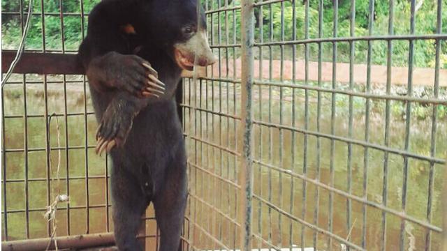Kisah Pulaga si Beruang Jantan yang Setia Menunggu Pasangannya di Perangkap