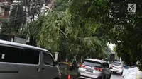Pengendara menghindari pohon tumbang yang menutupi sebagian jalan di kawasan Cikini, Jakarta, Kamis (22/11). Pohon tumbang tersebut menyebabkan sejumlah pohon tumbang dan mengganggu arus lalu lintas. (Liputan6.com/Immanuel Antonius)