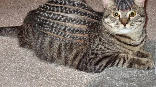 6 Potret Kucing Usai Cukur Bulu Ini Penampilannya Jadi Kocak