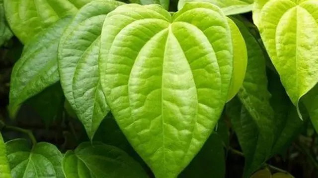 Ilustrasi daun sirih hijau. (© iStock)