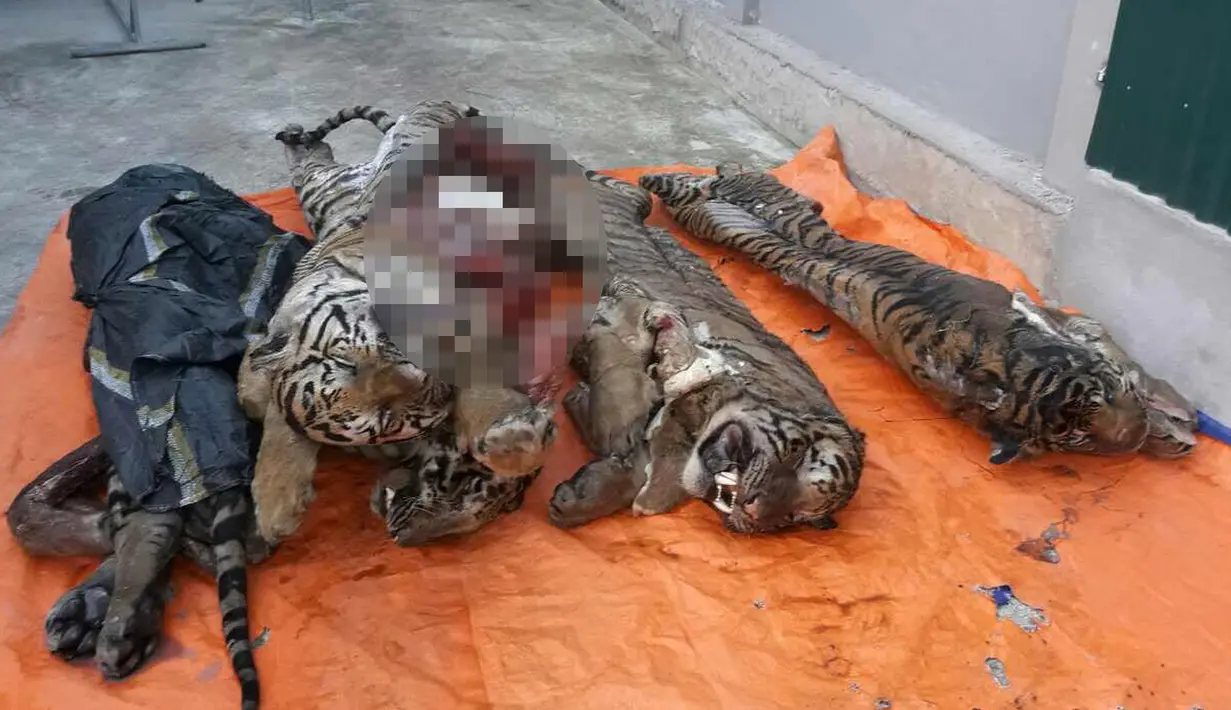 Sejumlah bangkai seekor harimau yang tersimpan di dalam freezer atau mesin pembeku di sebuah rumah di Provinsi Nghe An, Vietnam, (20/3). Harimau-harimau tersebut ditemukan tanpa organ dalam. (AFP/STR)